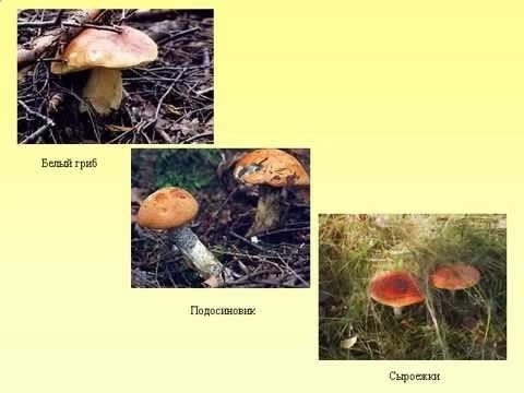 Влияние изменения климата на грибы