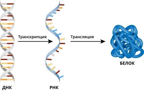 Транспорт и воздействие