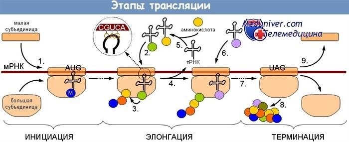 Транскрипция