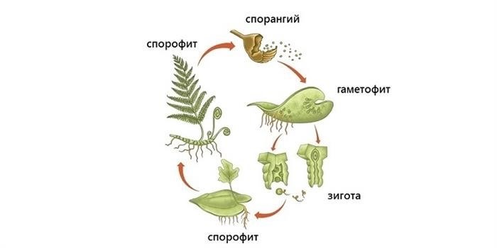 Гаметофиты водорослей: разнообразие и примеры