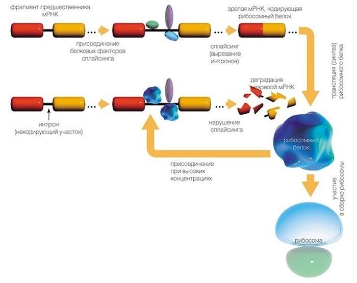 Рибосомы – машины для синтеза белка