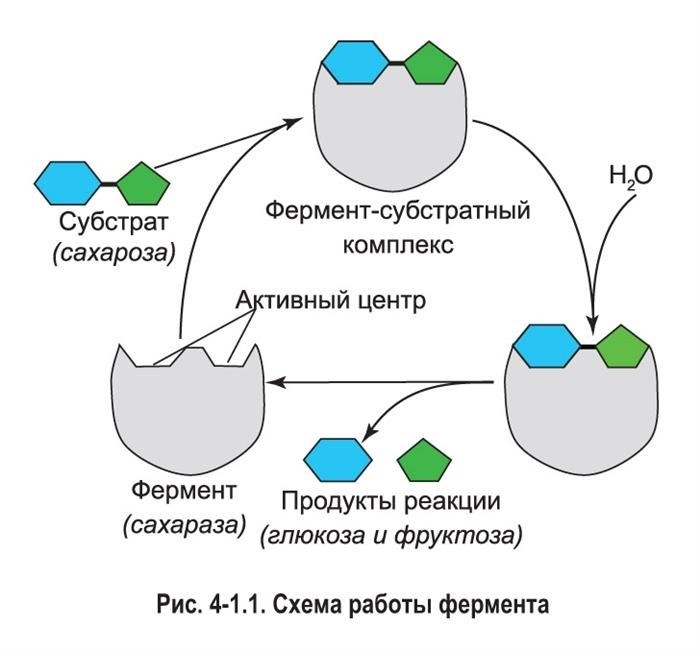 Биологические катализаторы ускоряющие реакции обмена веществ в клетке