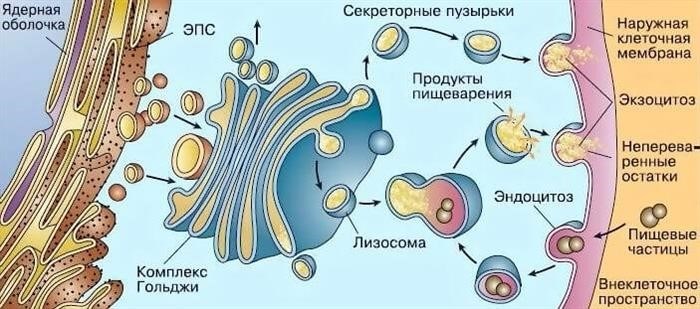 Транспорт белков на наружную мембрану