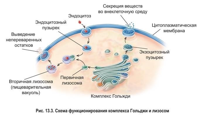 Модификация белков в аппарате Гольджи