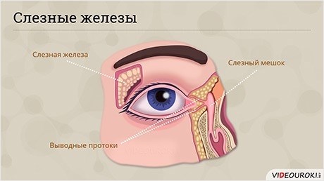 Заболевания эндокринных и экзокринных желез и их последствия