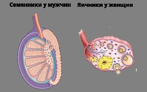 Эндокринные железы: определение и функции