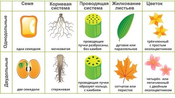 Однодольные и двудольные растения – происхождение классов