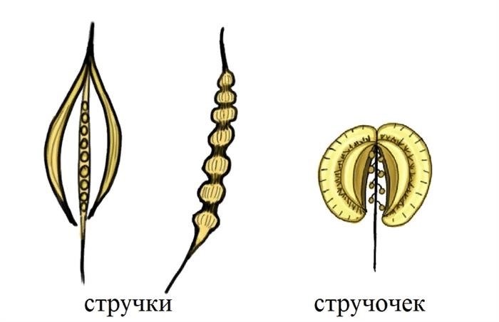 Классы покрытосеменных растений