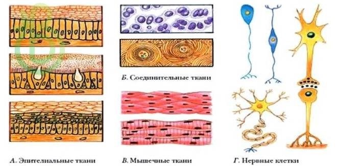 Биоценотический и биосферный: организация живой природы на разных уровнях