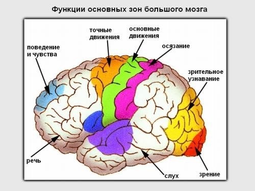 Мозжечок