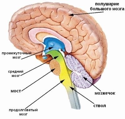 Таблица «Строение и функции головного мозга»