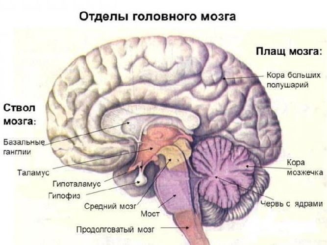 Расположение и строение отделов головного мозга