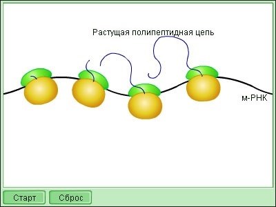 Сходства в строении растительной и животной клетки