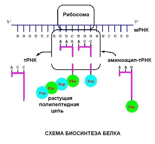 7-ядерный аппарат клетки и рибосомы