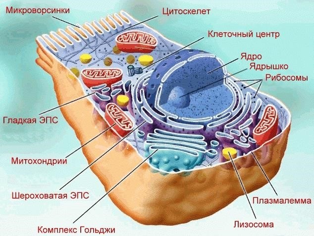 Поверхностный аппарат клетки