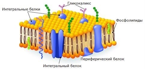 Основные составляющие животной и растительной клетки