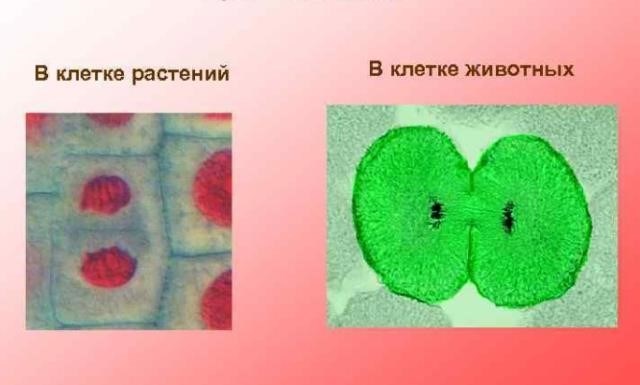 Подмембранные клеточные комплексы