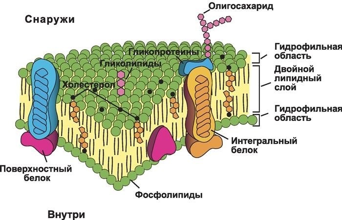 Какова функция рибосом?