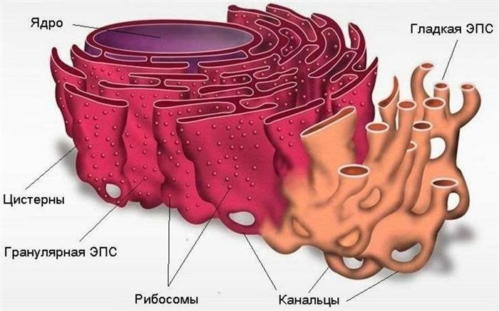 Роль органоида-связующего: