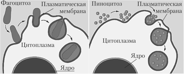 Структура органоида-связующего: