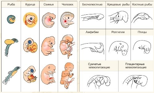 Теория филэмбриогенезов по А.Н. Северцову