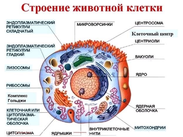 Цитоплазматические образования - органеллы клетки