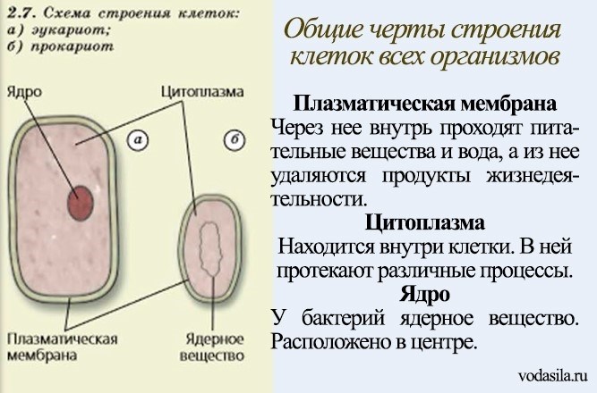 Роль воды в клетке. Общие черты клеток. Вода не выполняет в клетке функцию. Какие функции выполняет в клетке вода.