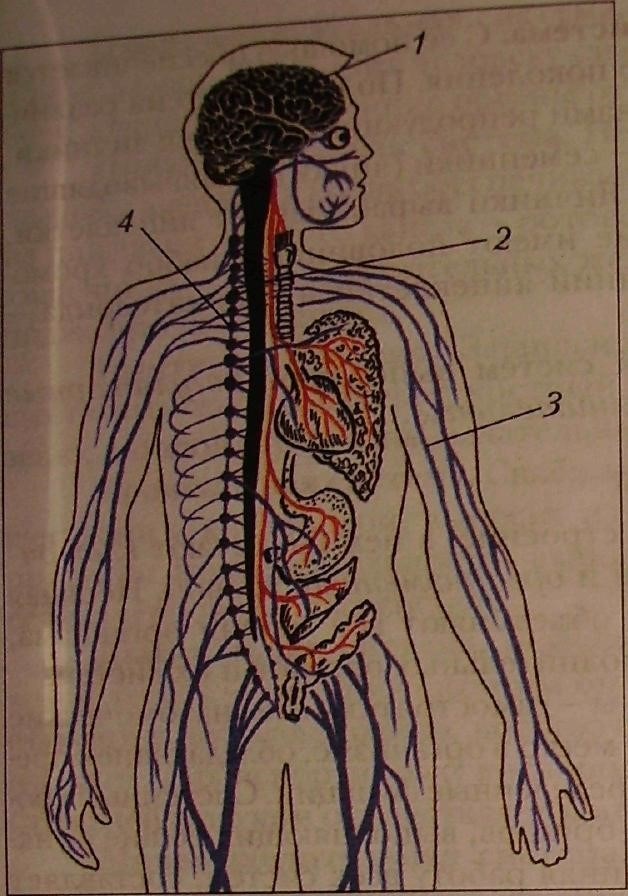 Нервный узел где. Нервная система. Нервные органы. Нервная система человека. Нервные узлы человека.