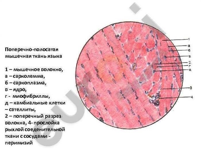 Что такое органеллы?