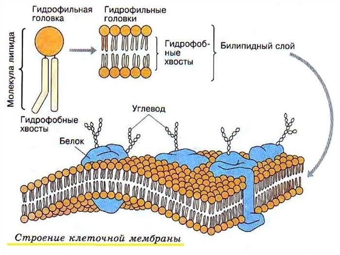 Митохондрии - электростанции клетки