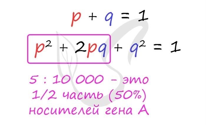 Определение частот генотипов в потомстве группы особей