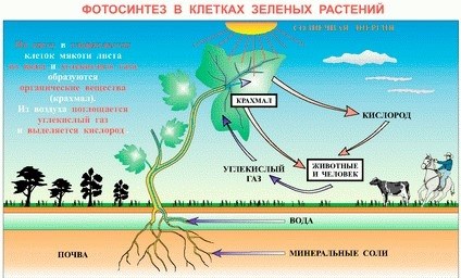 Что еще полезного дают растения природе