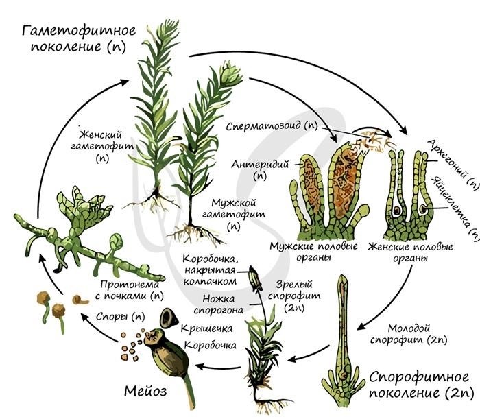 В жизненном цикле какого растения преобладает спорофит?