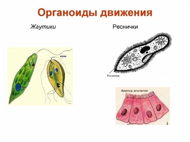 Цитоскелет клетки, его строение и функции